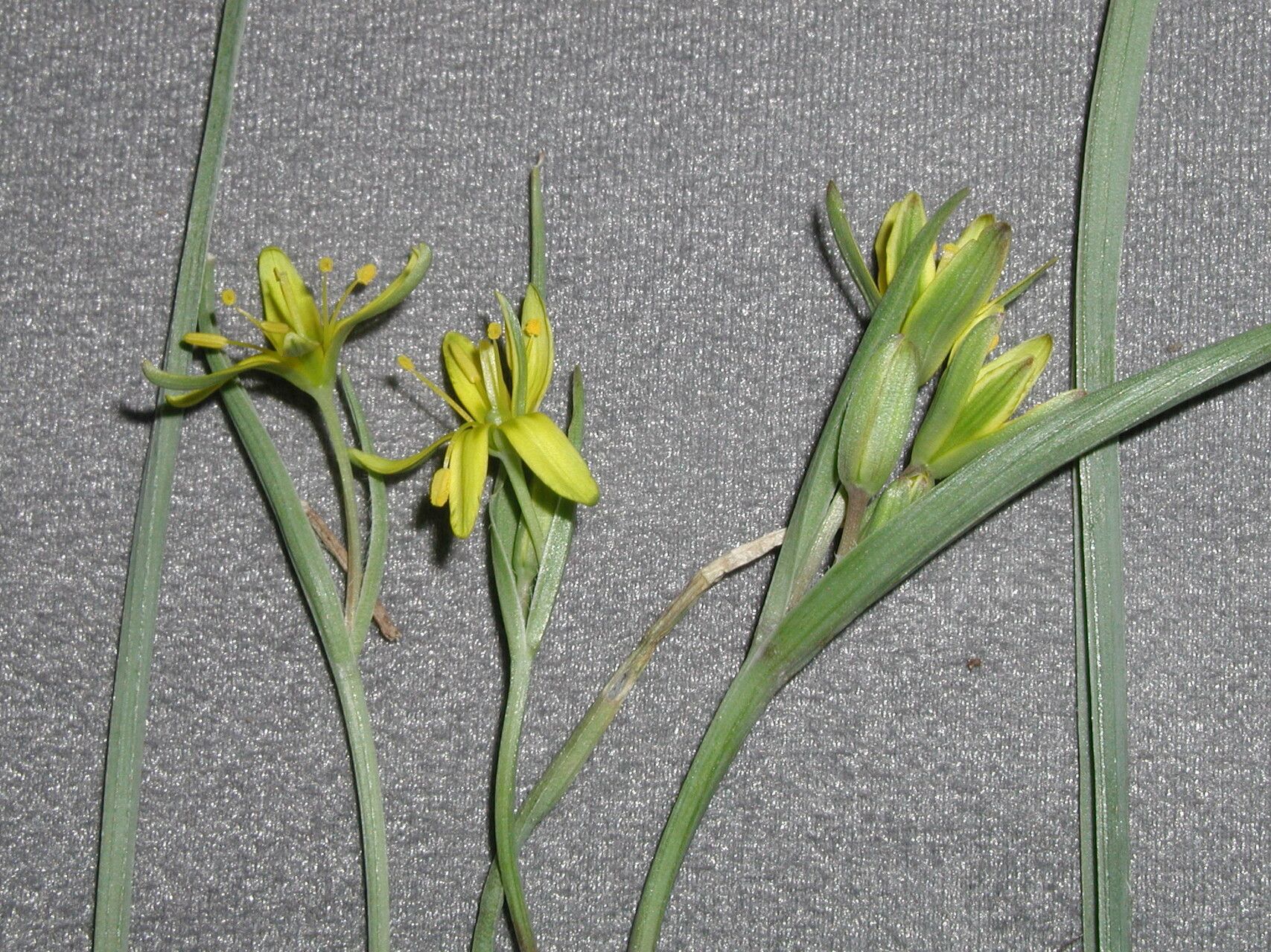 Gagea pusilla flower