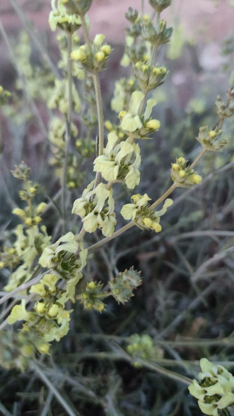 Sideritis incana leaf