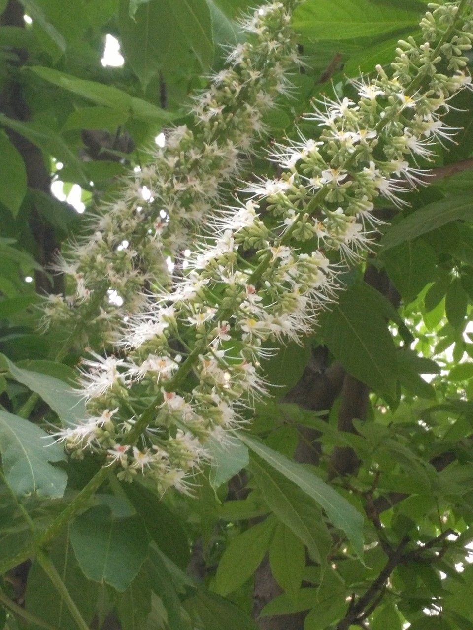 Aesculus chinensis flower