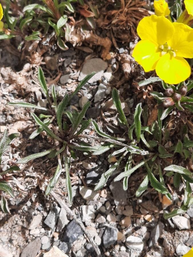 Erysimum jugicola — search result for 'Erysimum'