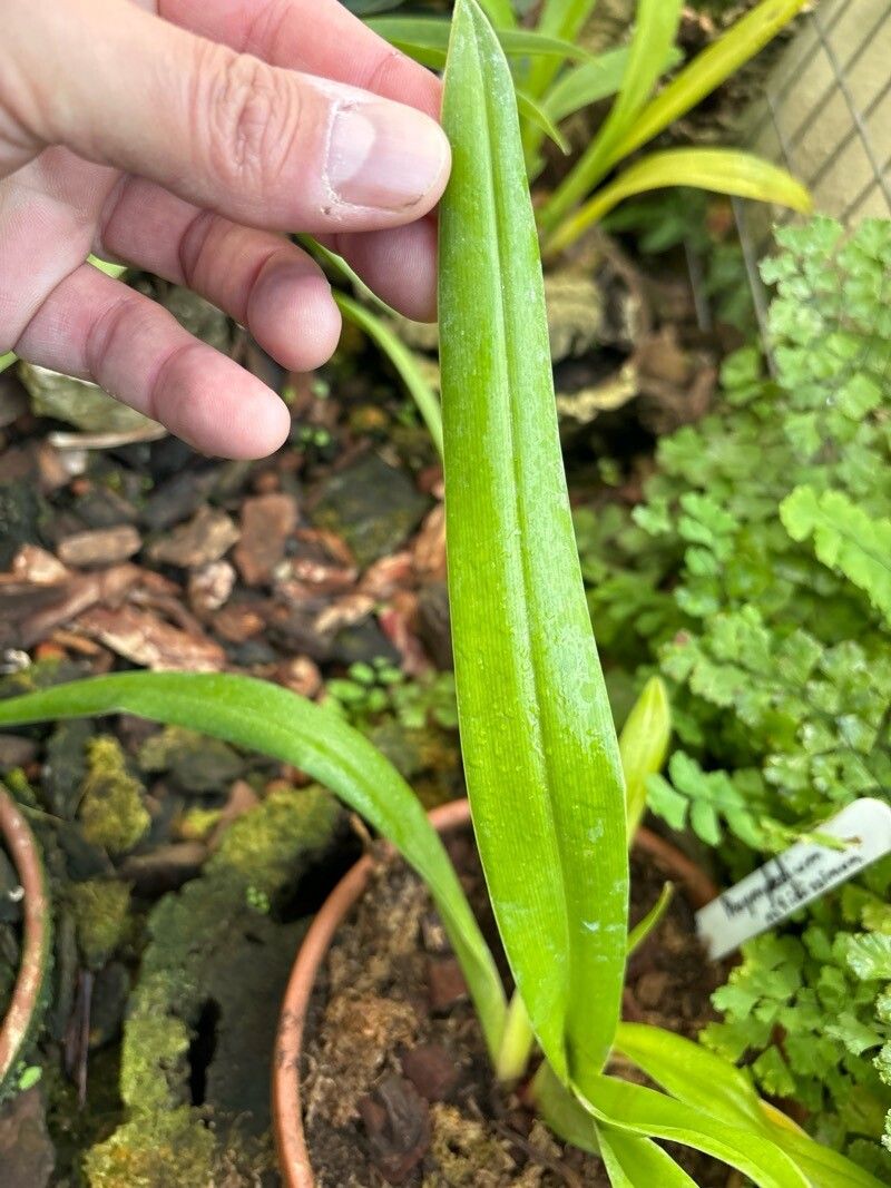 Phragmipedium humboldtii — related species from the same genus