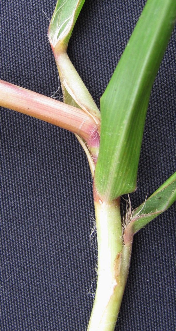 Paspalum saccharoides bark