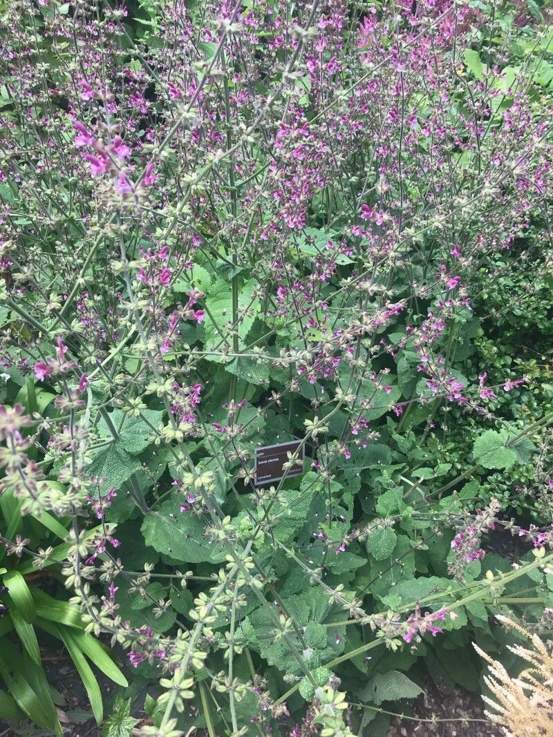 Salvia viscosa flower