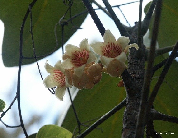 Acropogon paagoumenensis fruit