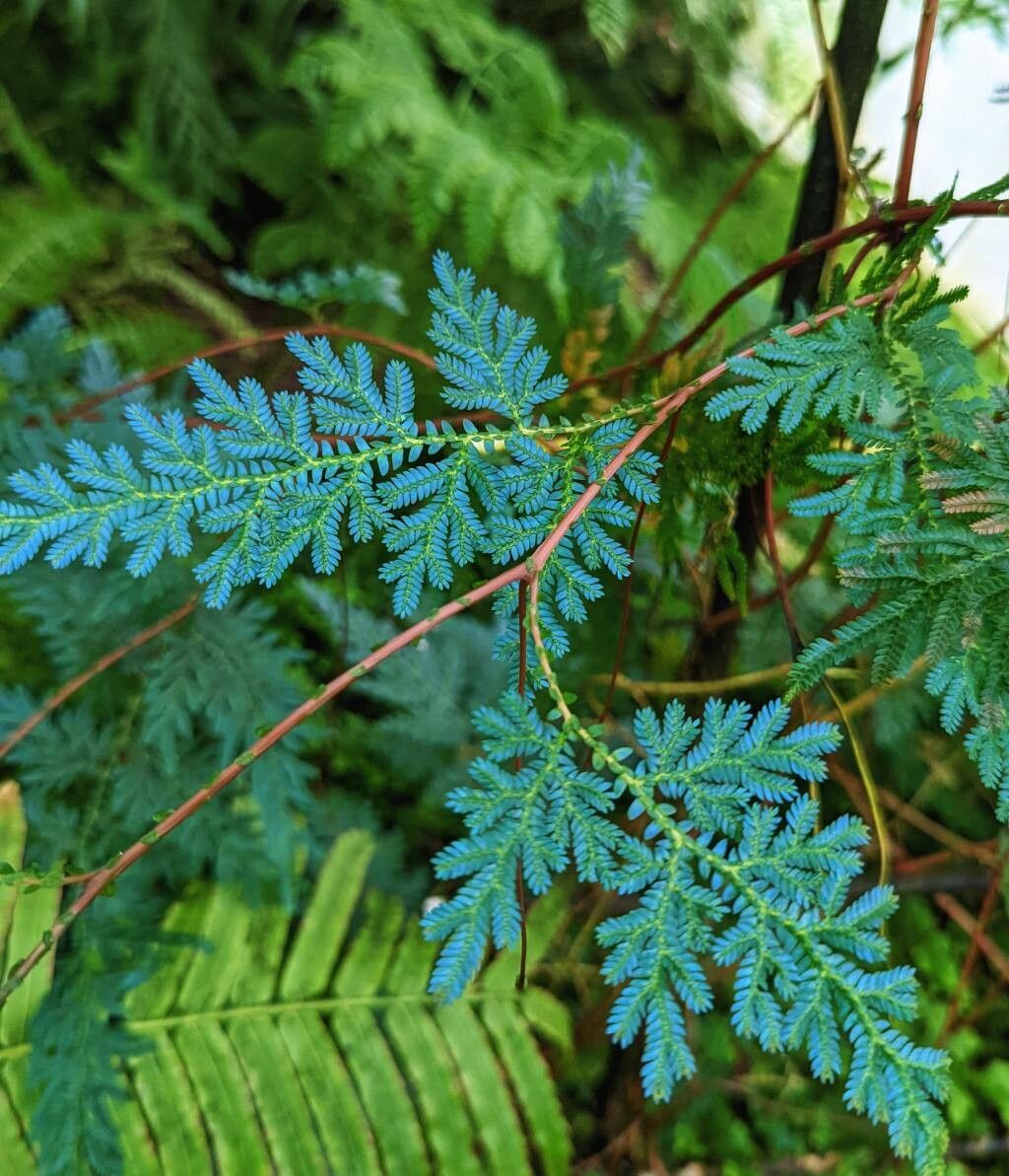 Selaginella willdenowii leaf