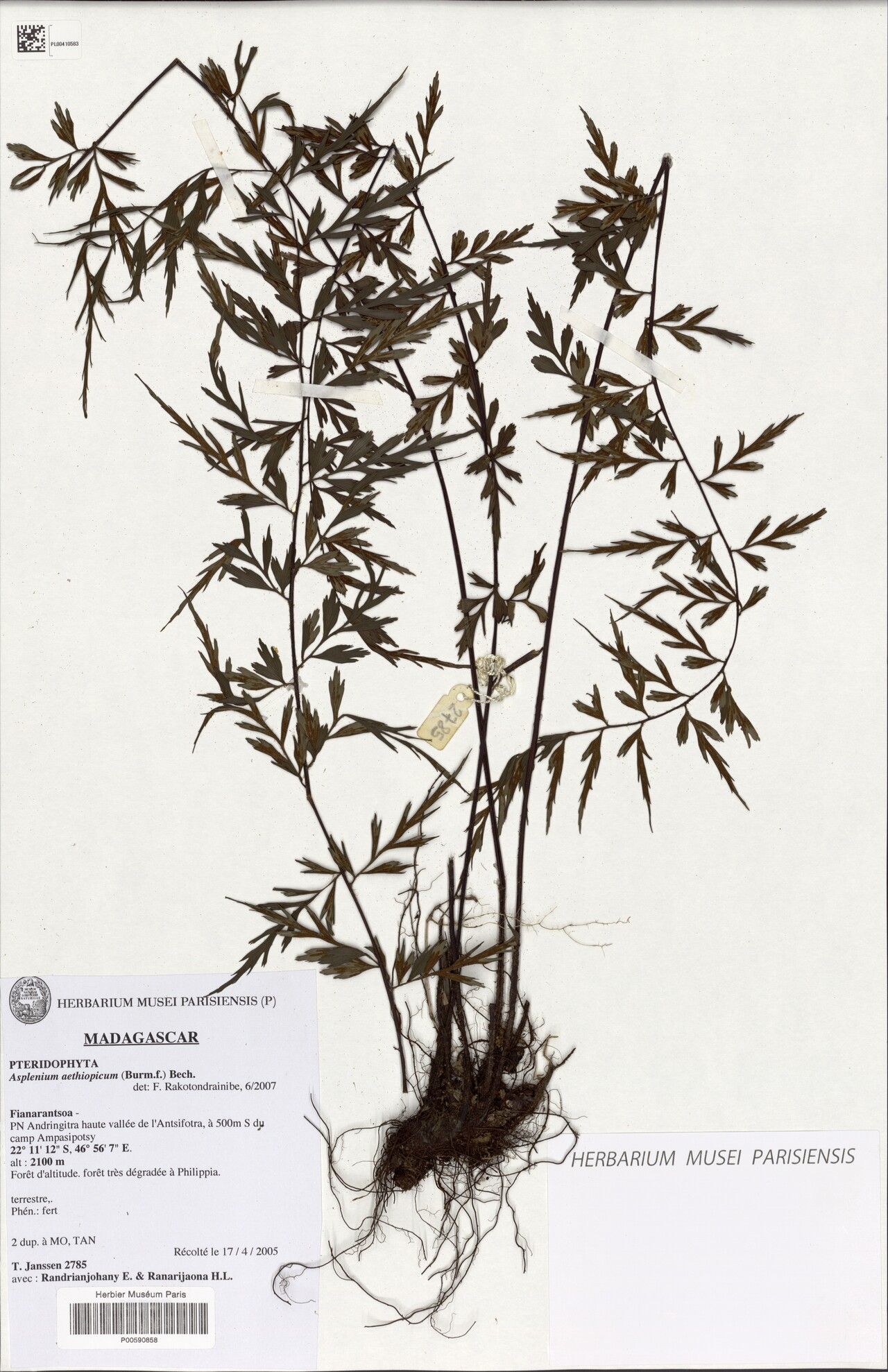 Asplenium × bernardii — houseplant care guide