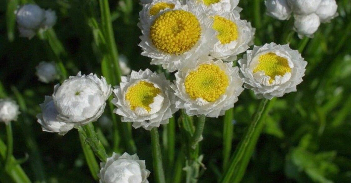 Ammobium alatum flower