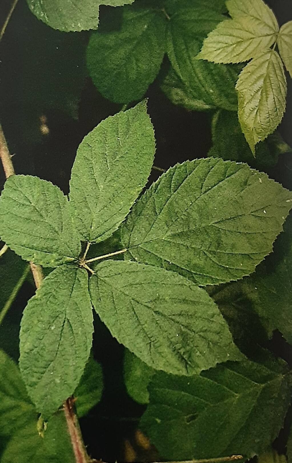 Rubus glossoides — houseplant care guide