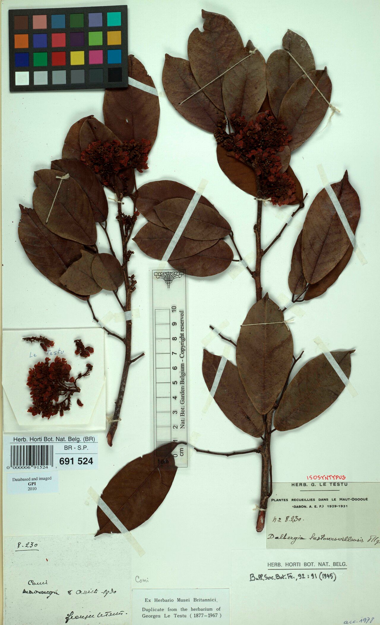 Dalbergia lastoursvillensis — houseplant care guide