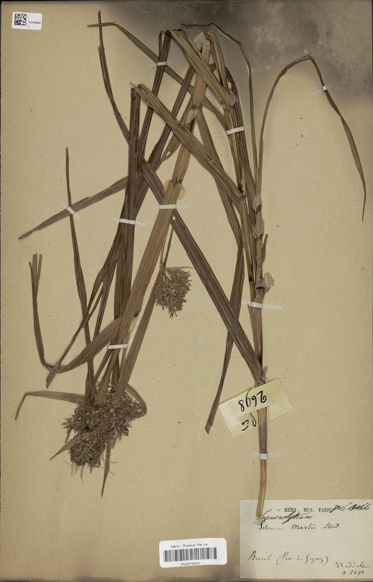 Scleria martii fruit