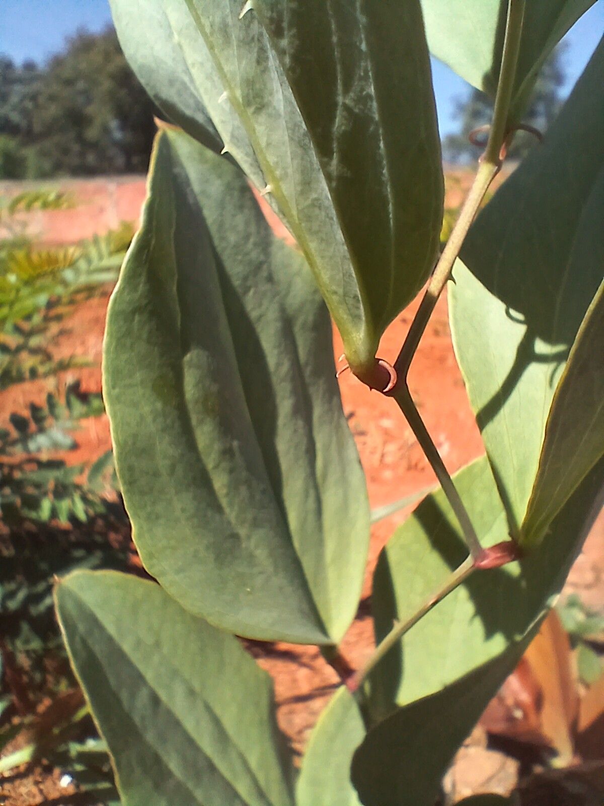 Smilax goyazana — search result for 'Smilax'