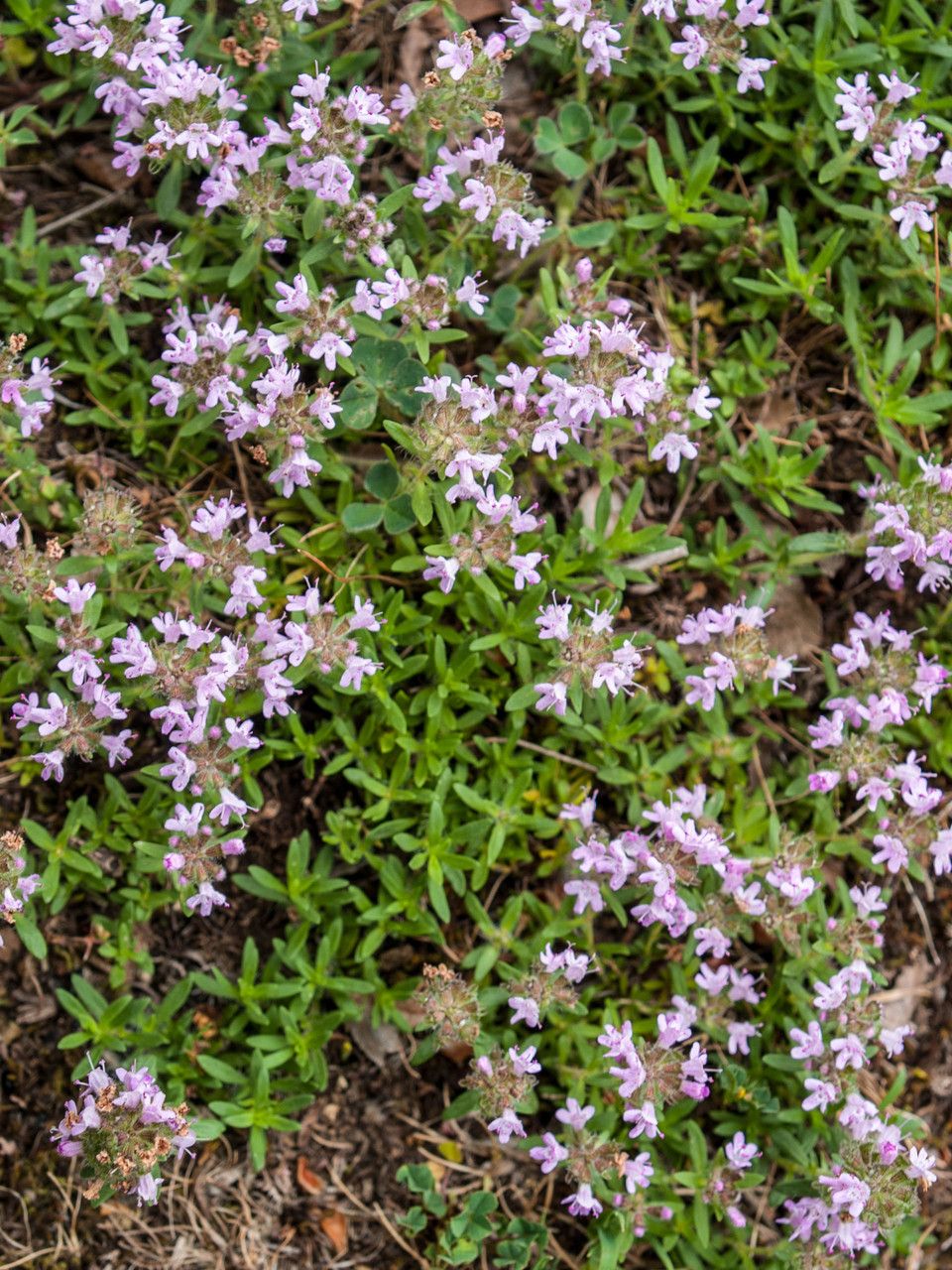 Thymus zygioides — search result for 'Thymus'
