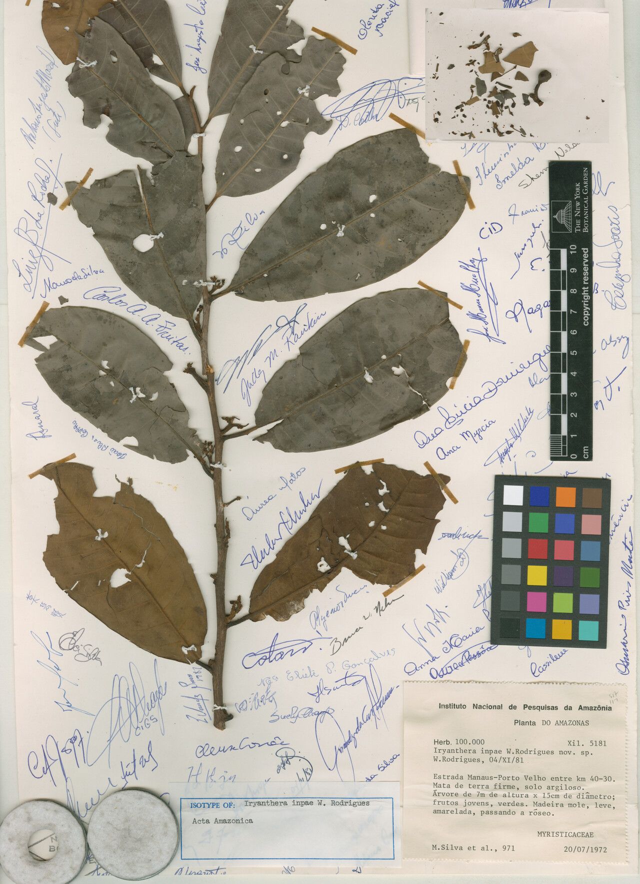 Iryanthera inpae leaf