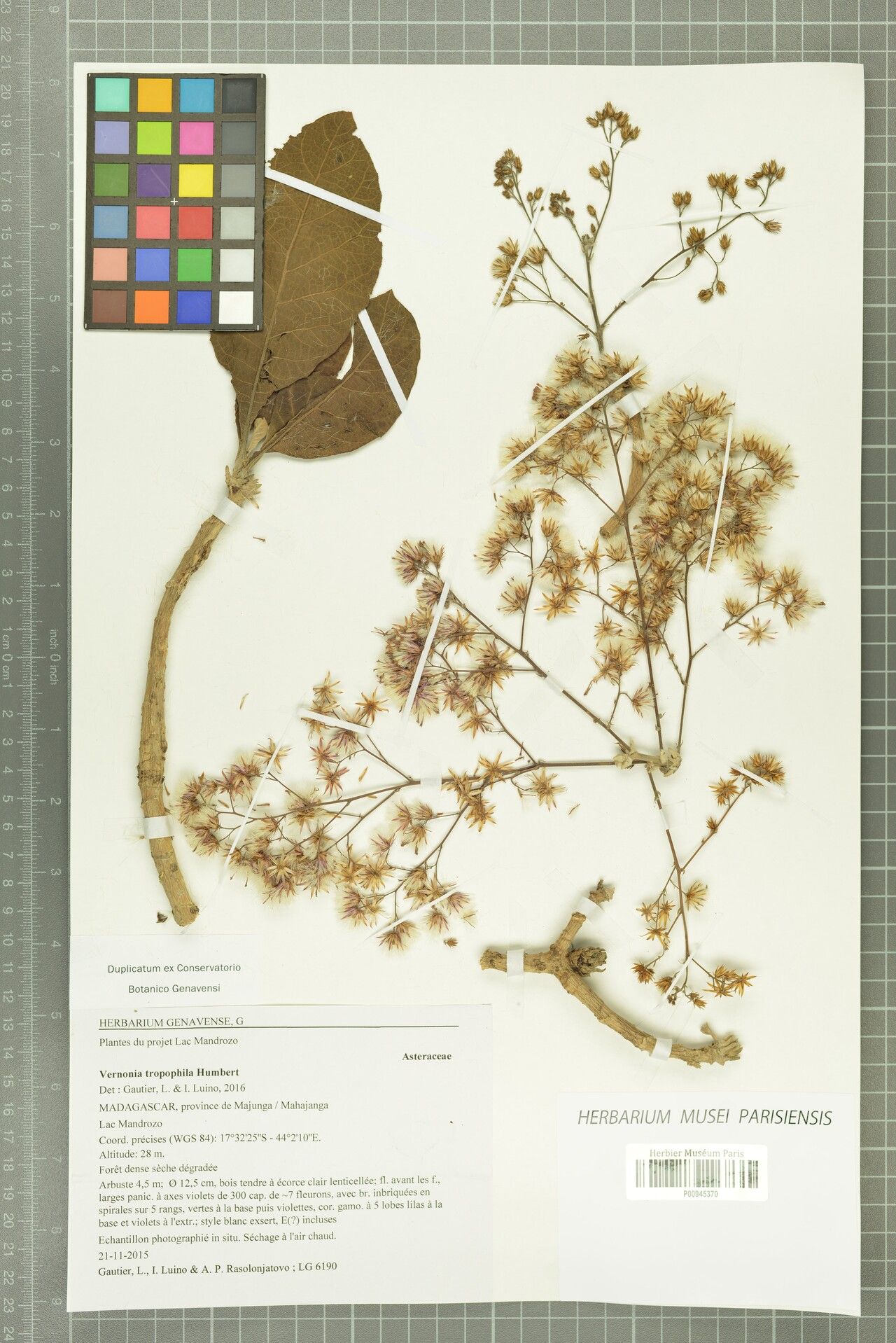 Vernonia tropophila — houseplant care guide