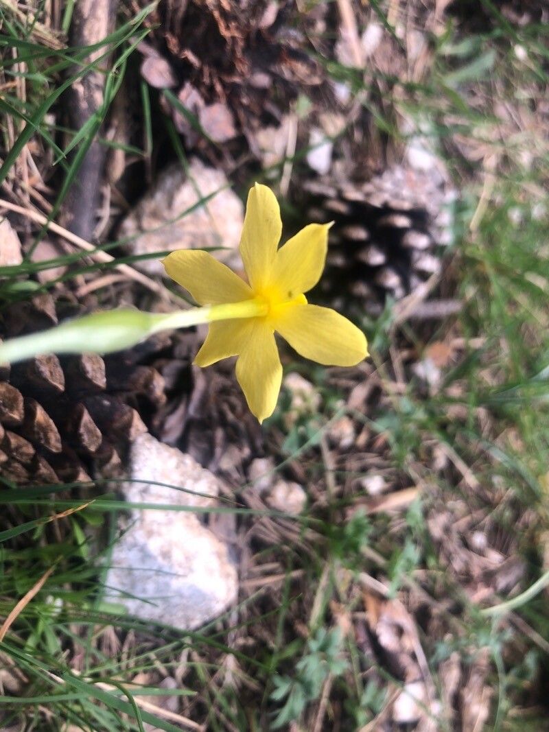 Narcissus rupicola flower