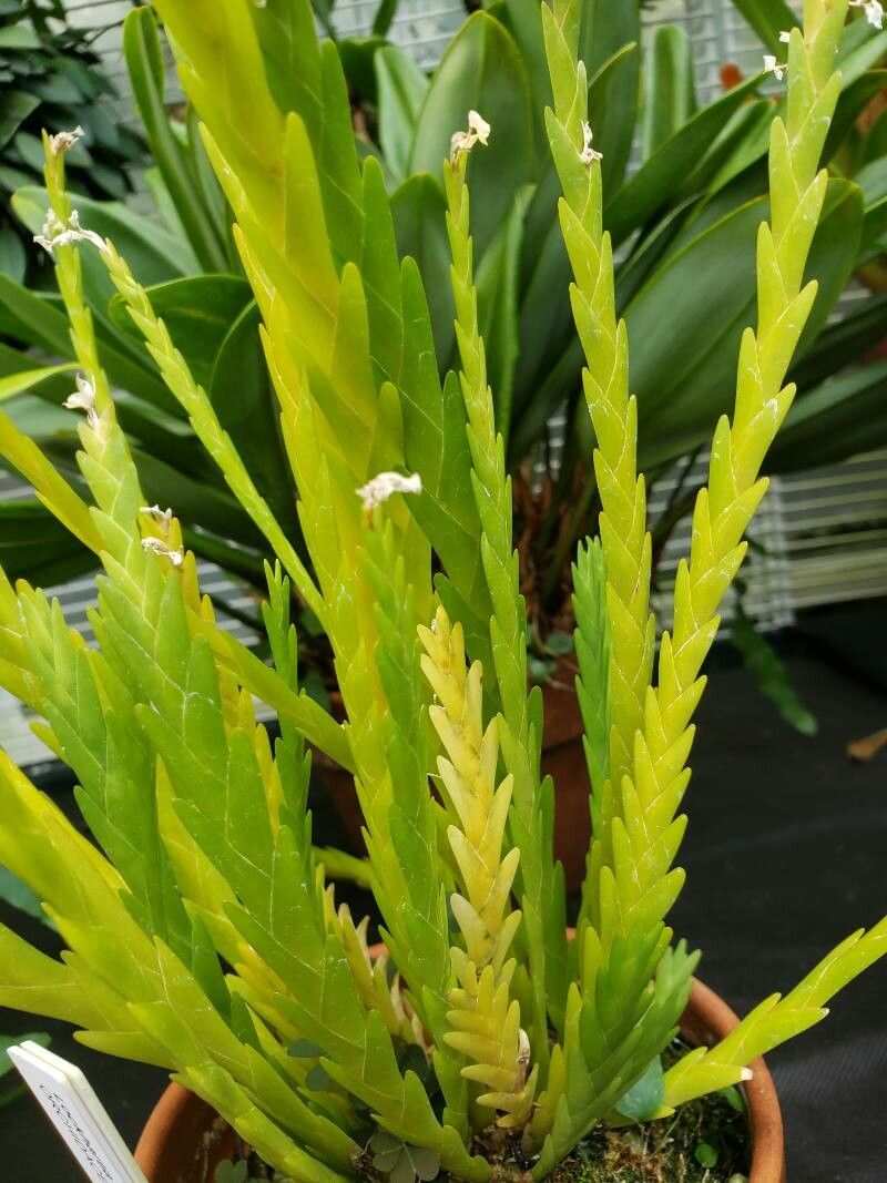 Lockhartia serra — houseplant care guide