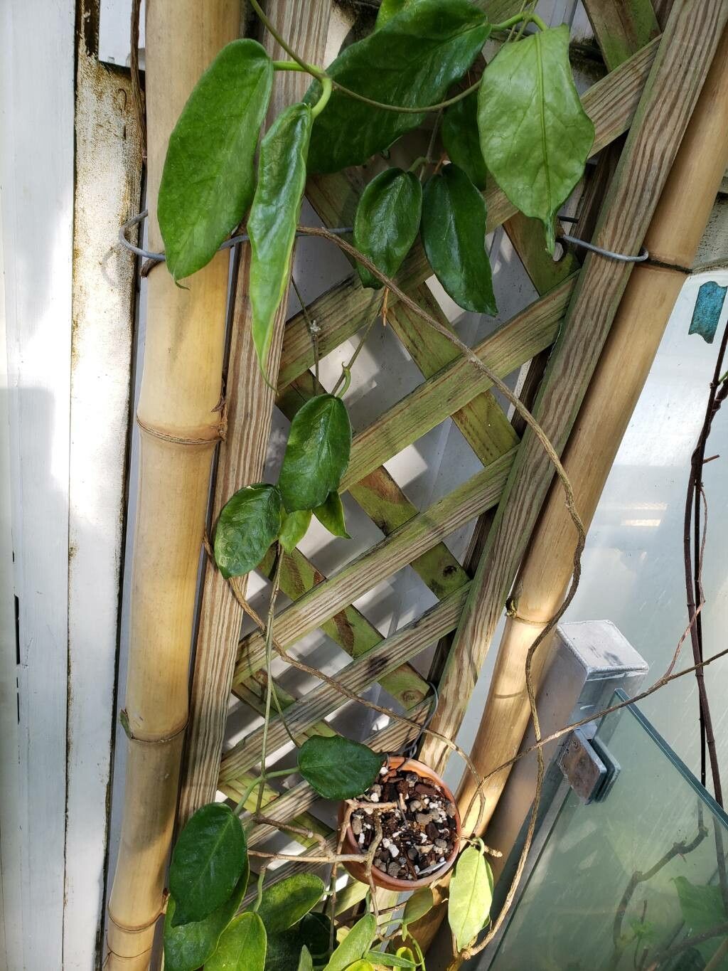 Hoya macgillivrayi habit