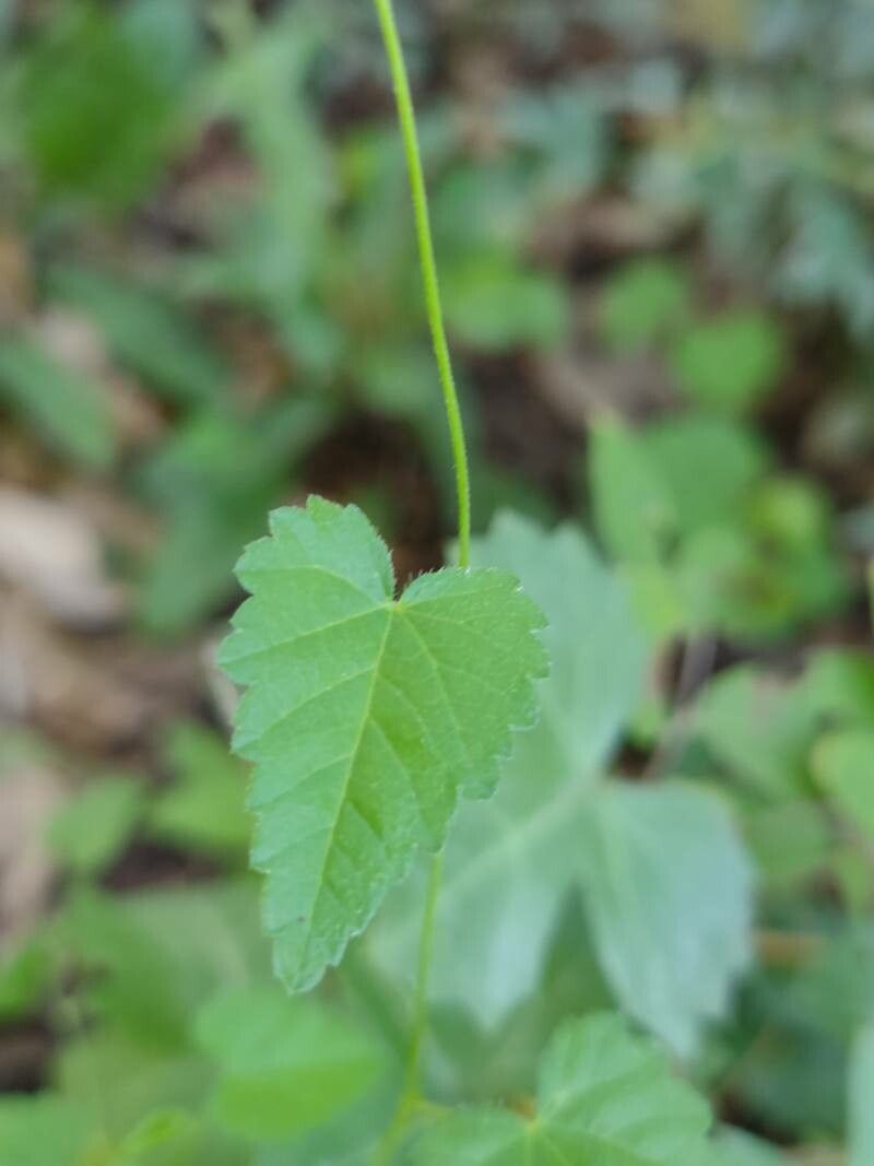 Tragia urticifolia — search result for 'Woodlands of eastern North America'