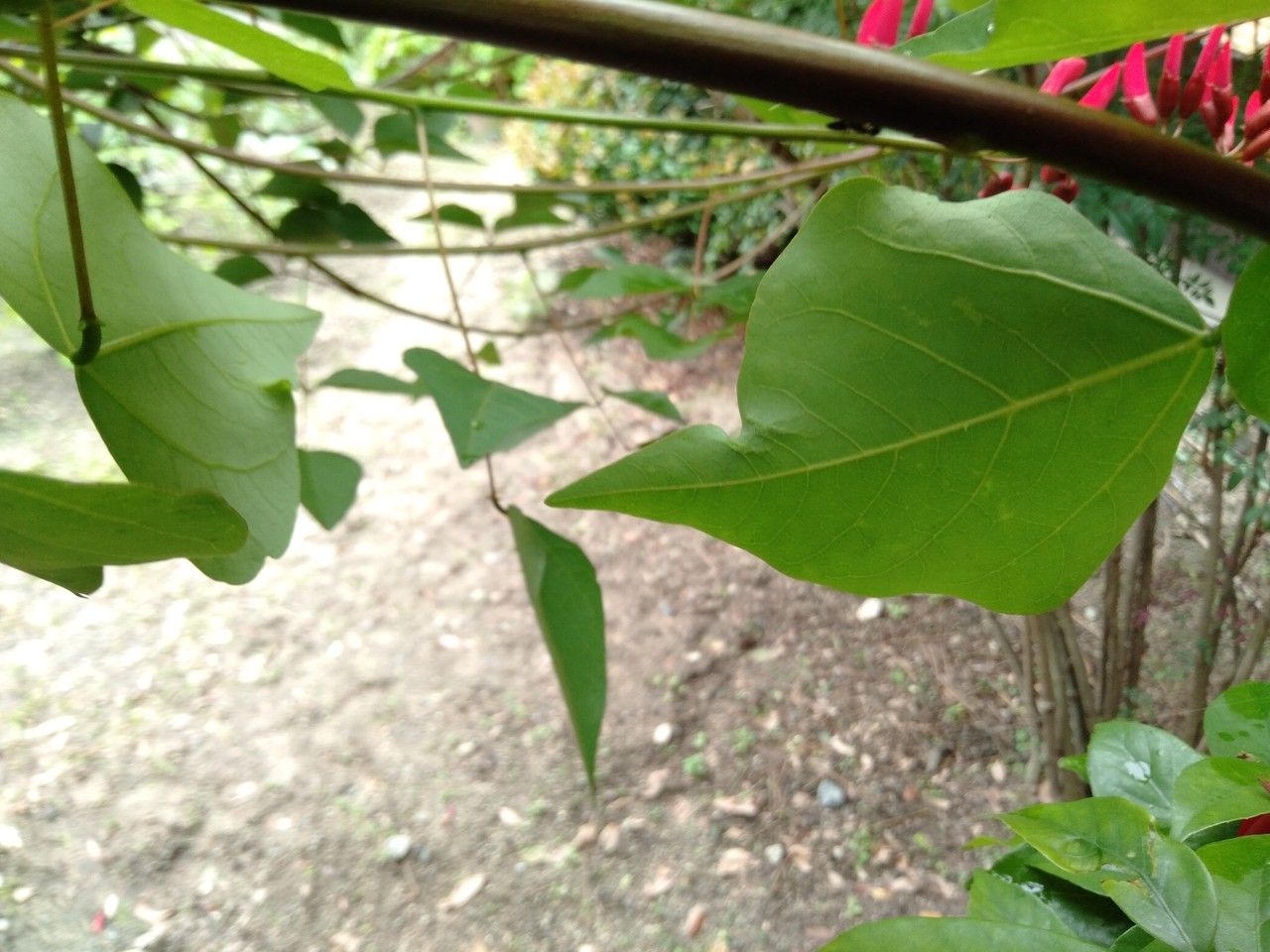 Erythrina bidwillii — search result for 'Erythrina'