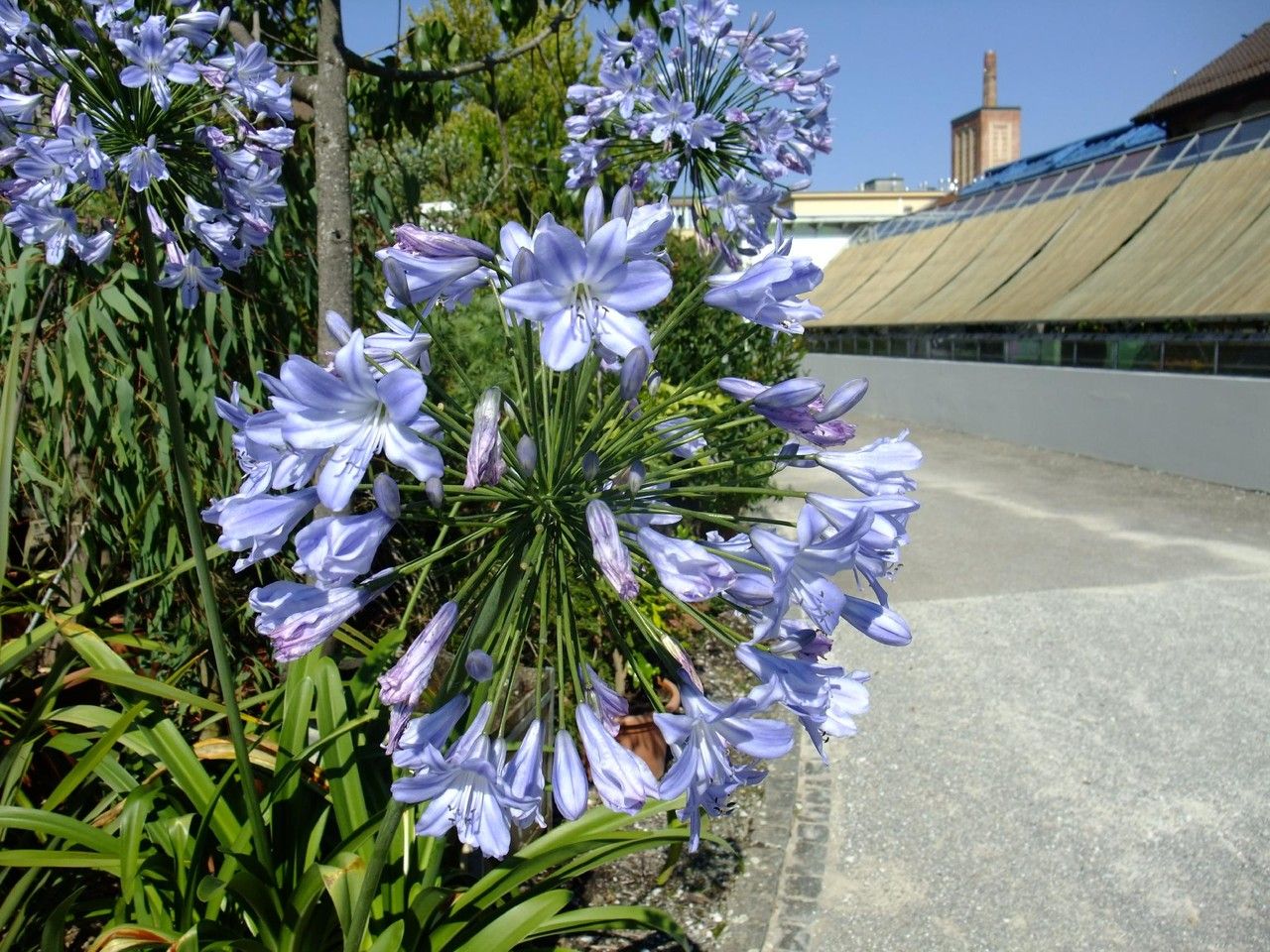 Agapanthus coddii habit