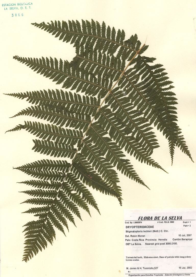 Stigmatopteris lechleri other