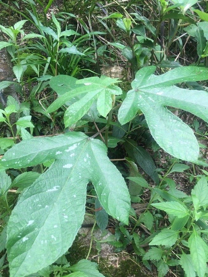 Cecropia albicans leaf