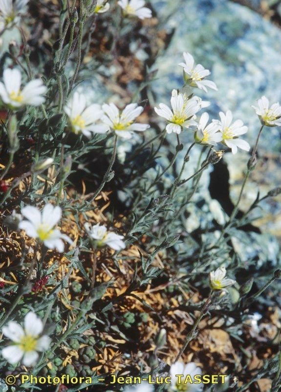 Cerastium boissierianum flower