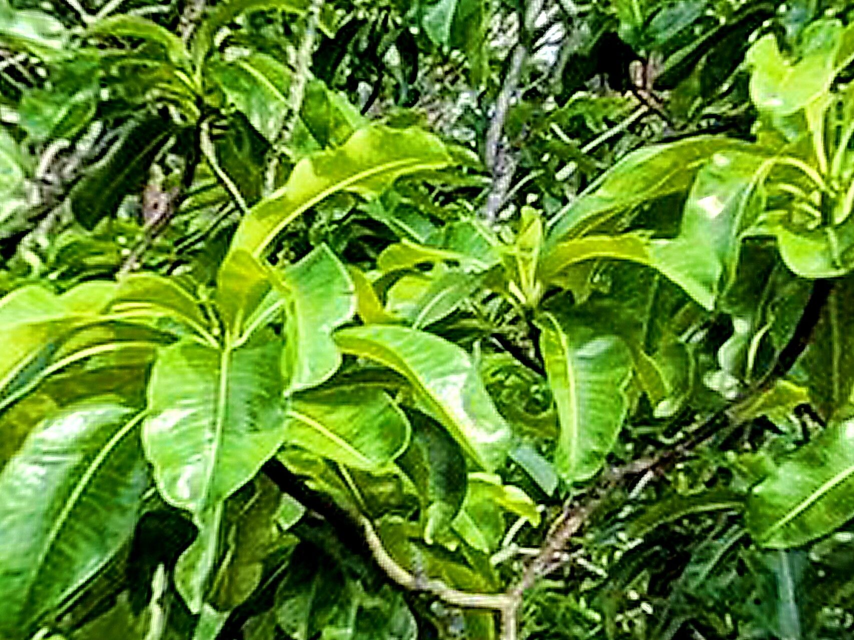 Cerbera dumicola — related species from the same genus