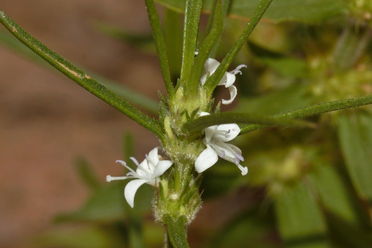 Spermacoce subvulgata flower
