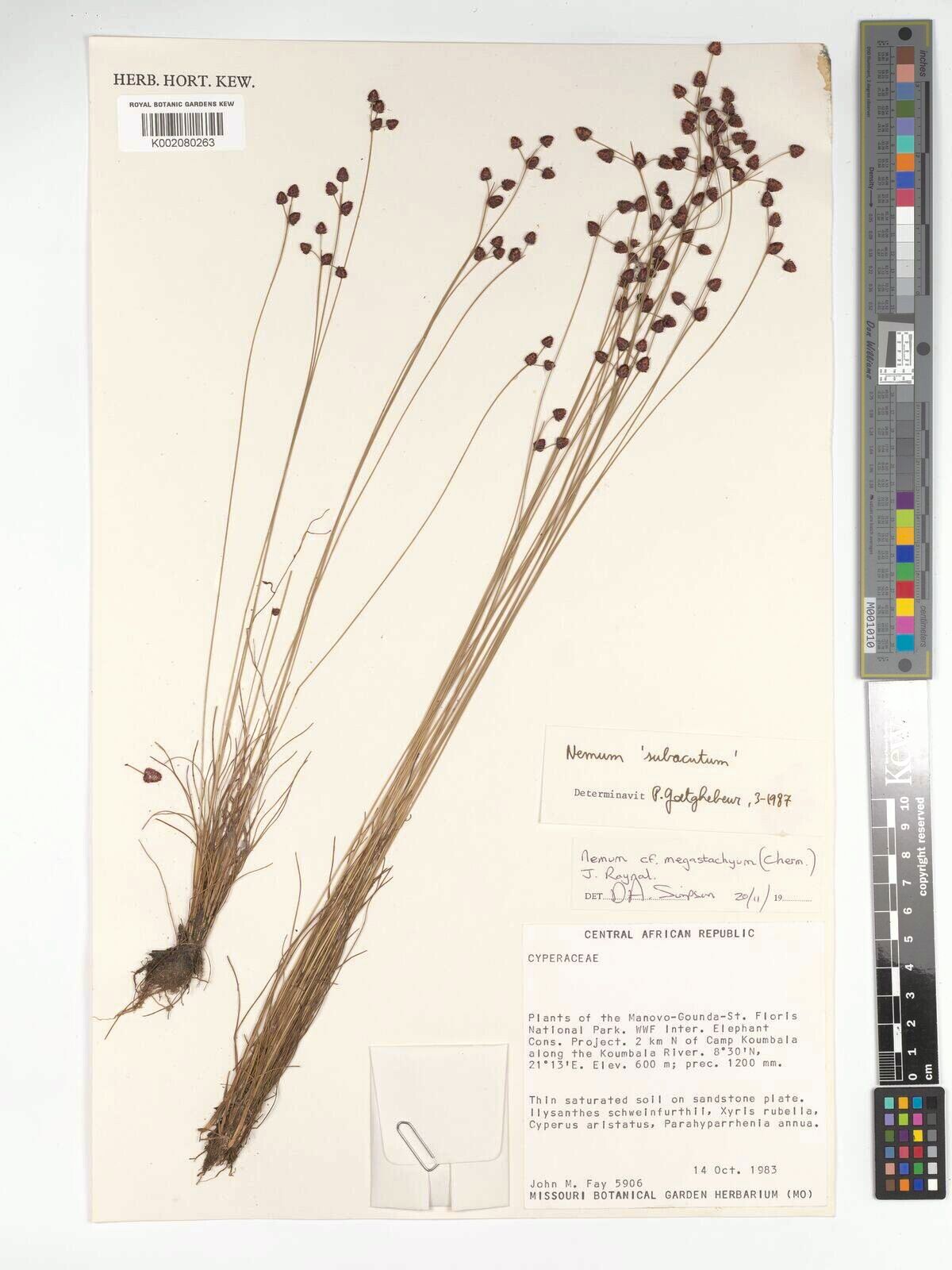 Bulbostylis brunneoacuminata — houseplant care guide