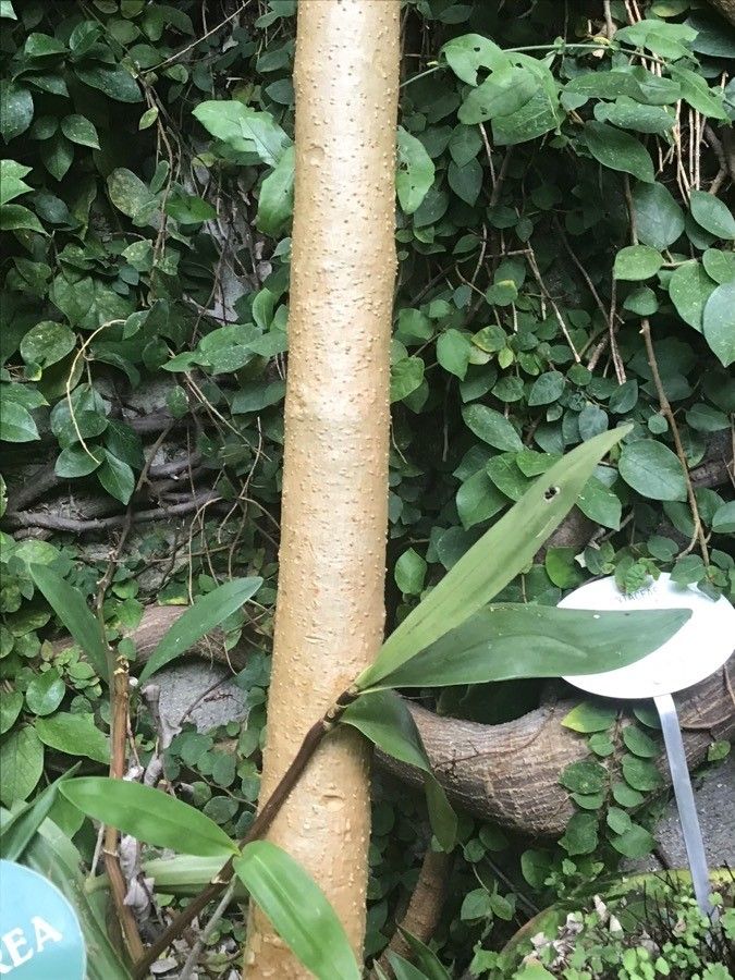 Brugmansia arborea bark
