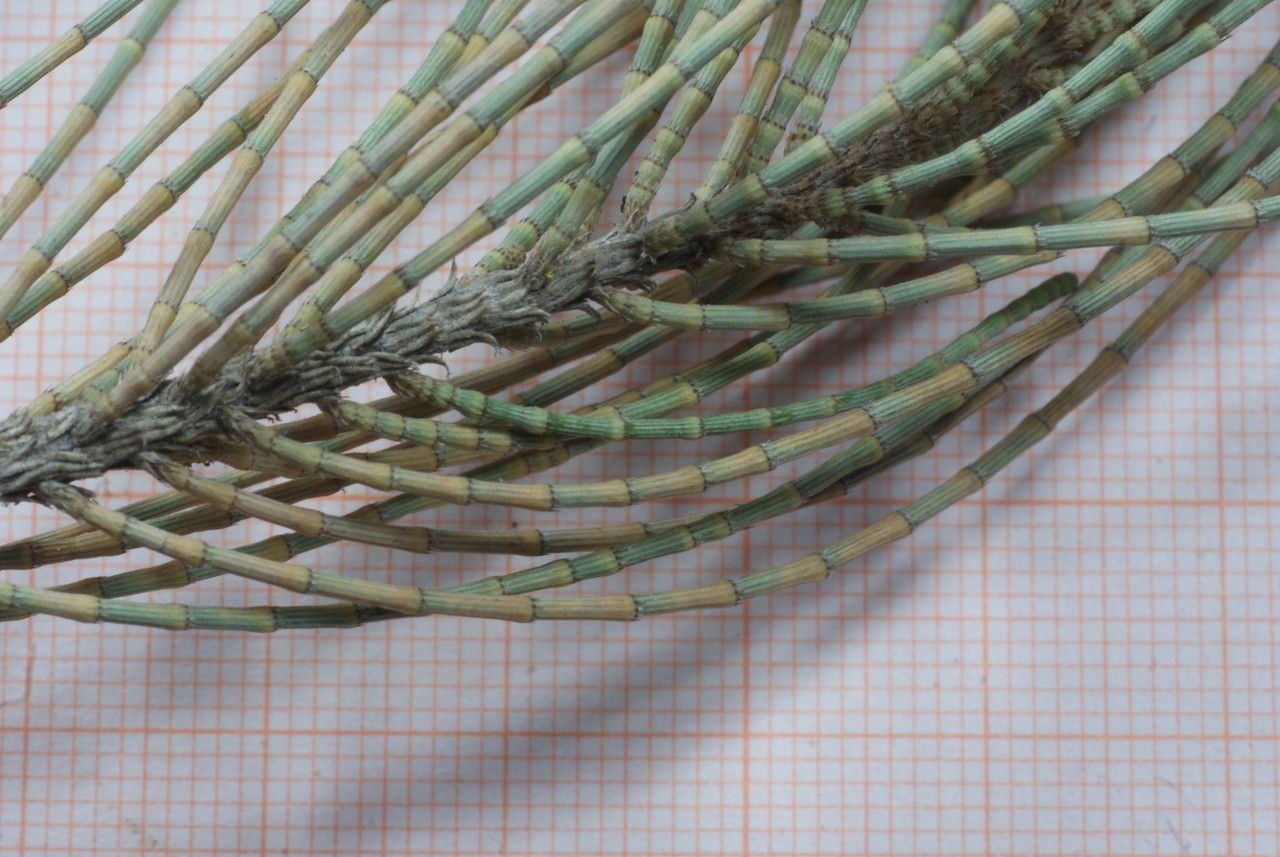 Allocasuarina verticillata bark