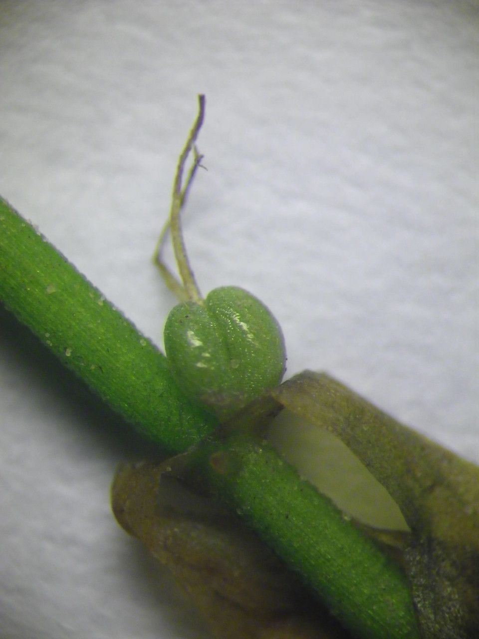 Callitriche obtusangula fruit
