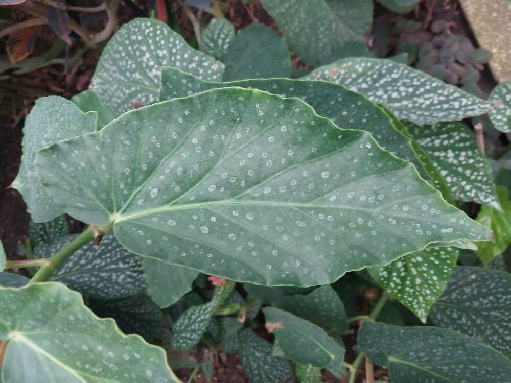 Begonia dichroa — search result for 'Dichroa'