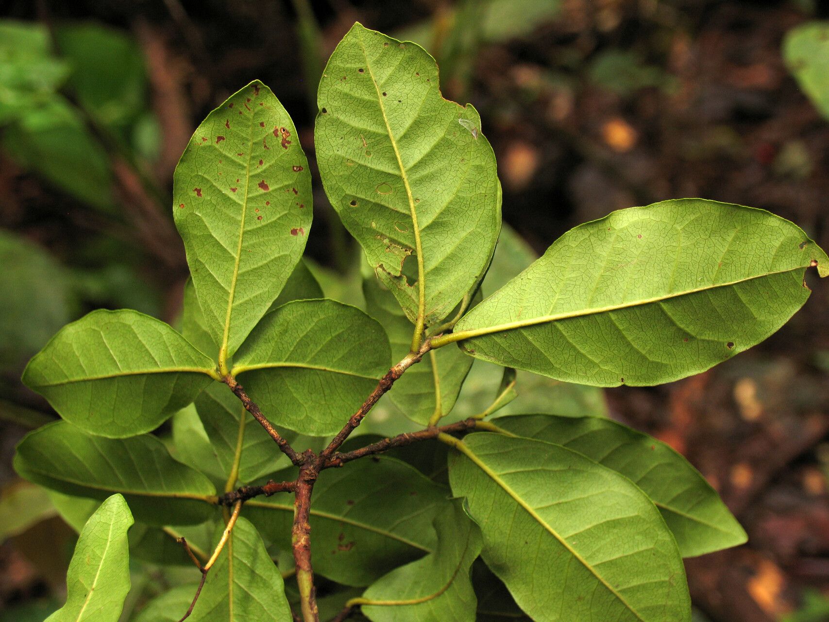 Myrcia tomentosa leaf