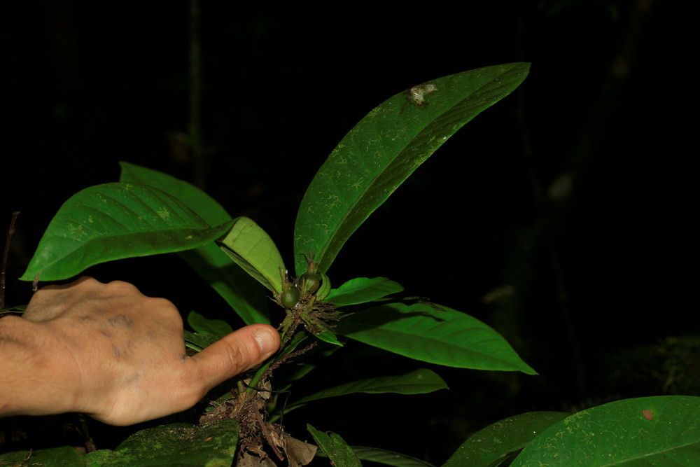Ixora longiloba habit