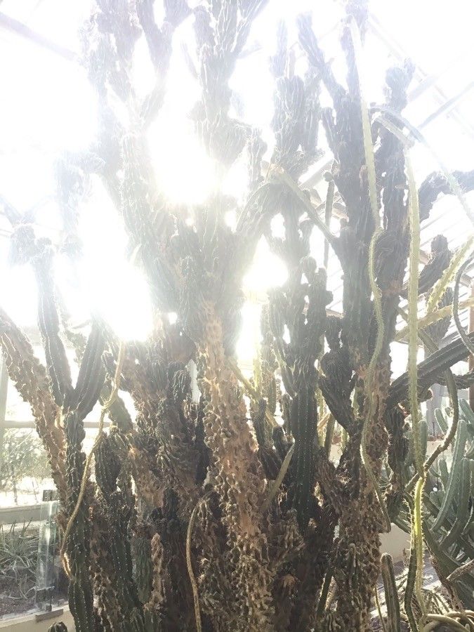 Cereus uruguayanus — search result for 'Cereus'