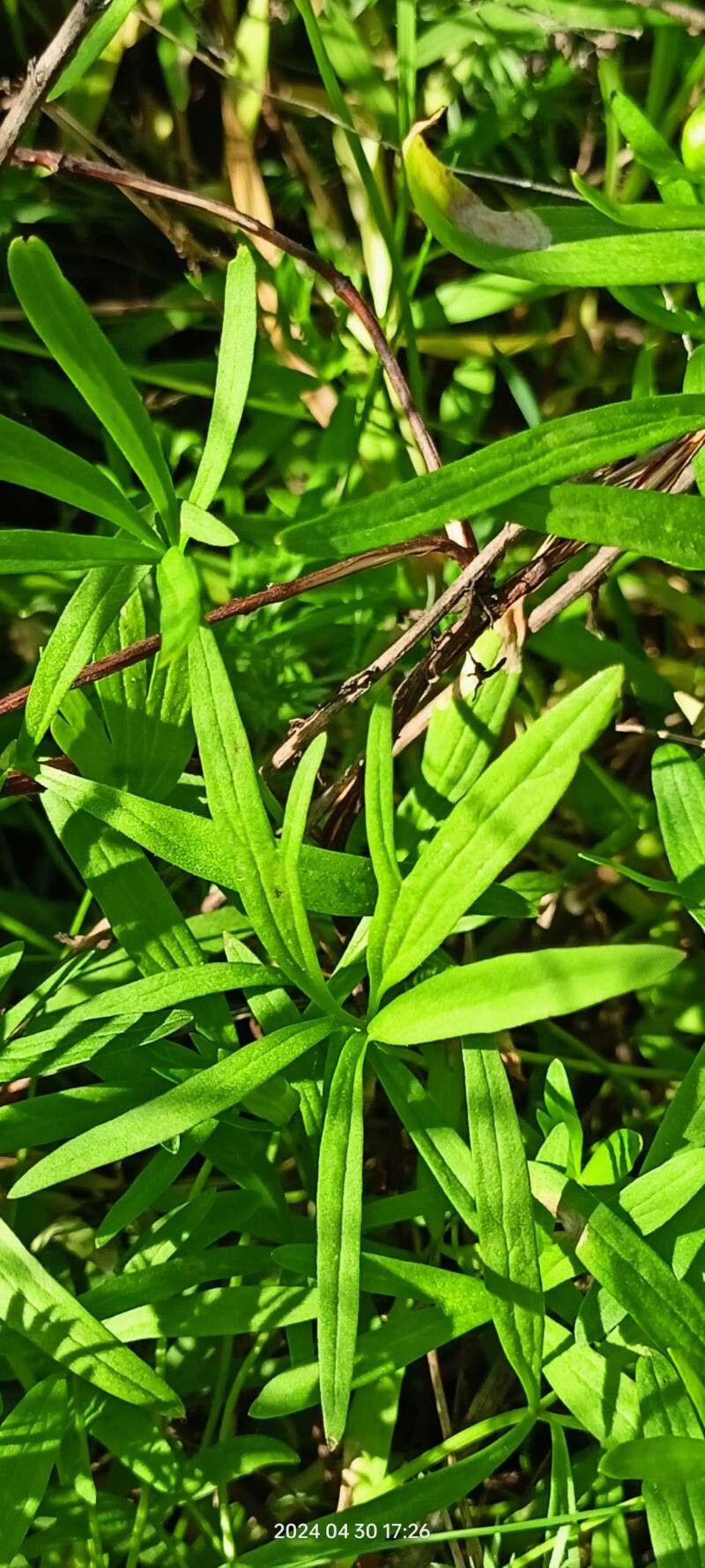 Ranunculus pedatus — houseplant care guide