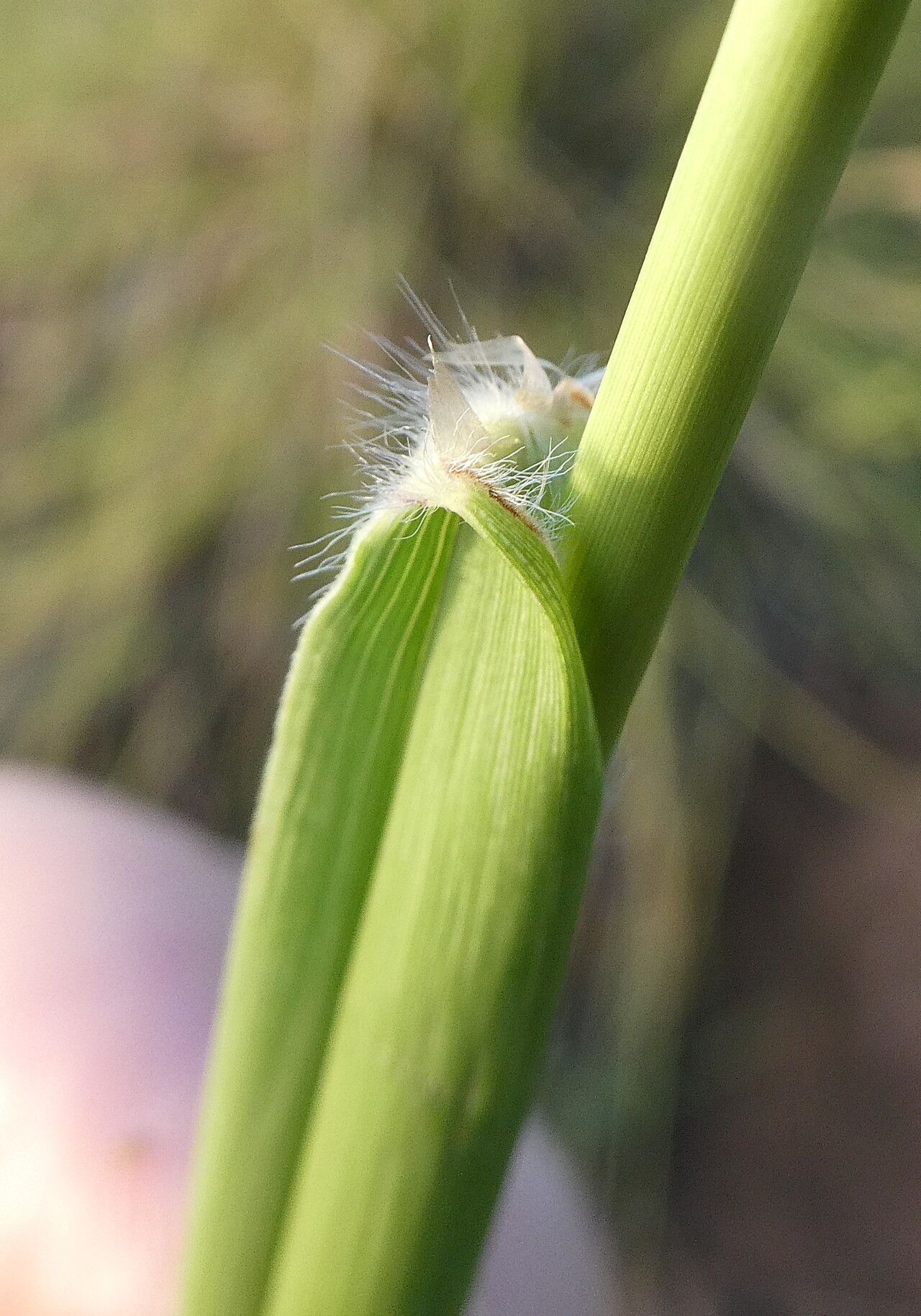 Paspalum pleostachyum — search result for 'Paspalum'