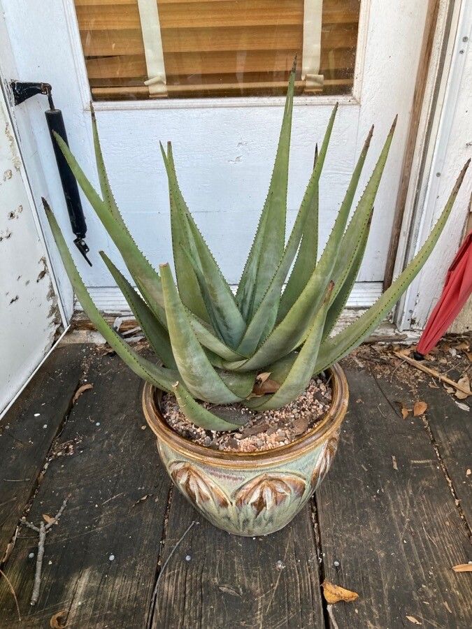 Aloe wickensii — houseplant care guide