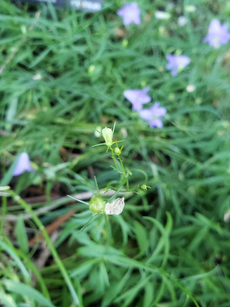 Campanula rotundifolia fruit