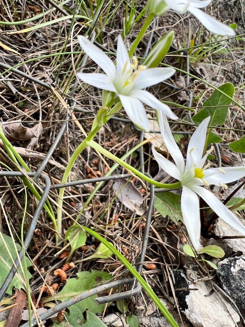 Ornithogalum exscapum habit