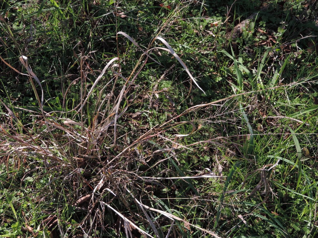 Coleataenia anceps habit