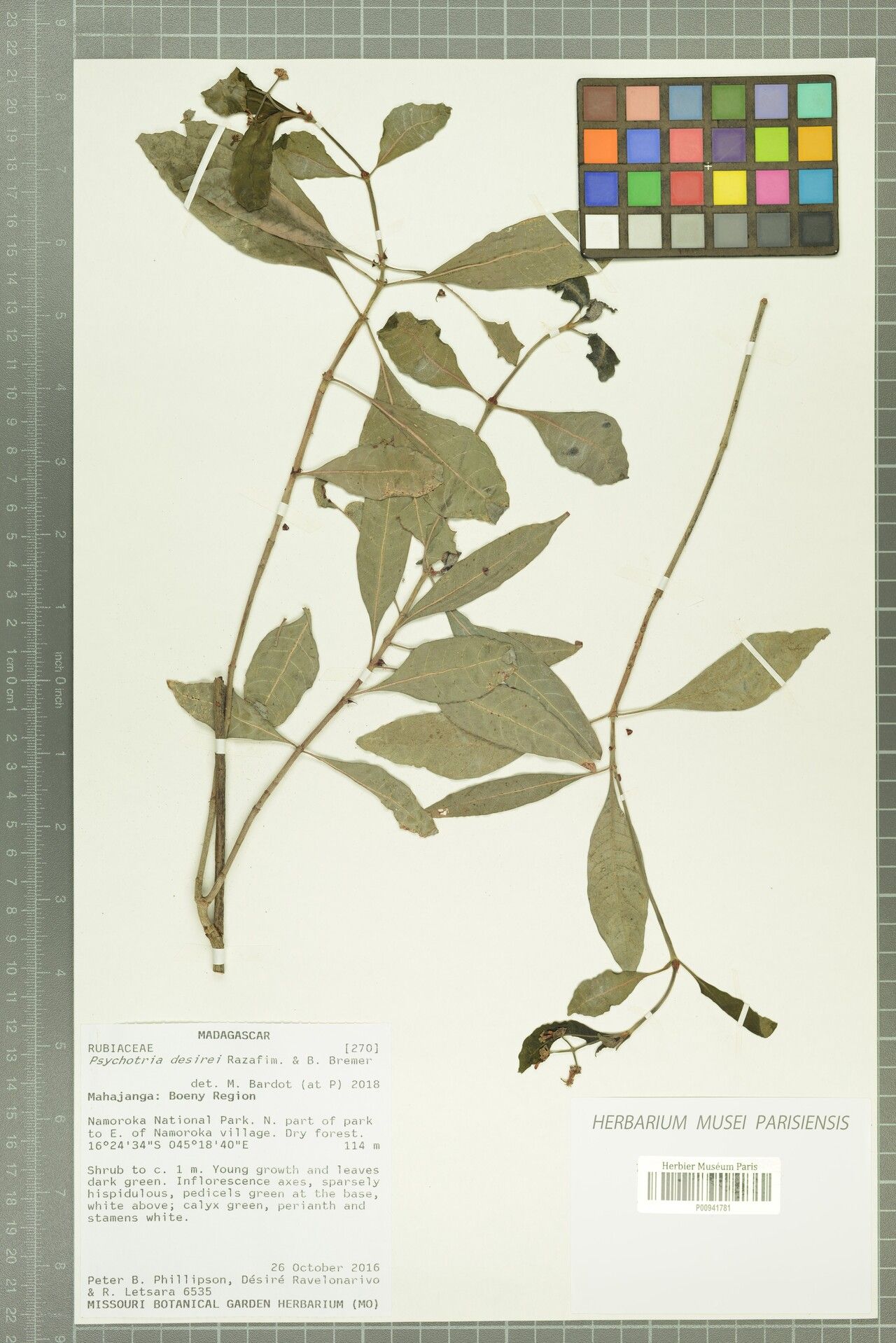 Psychotria desirei — houseplant care guide