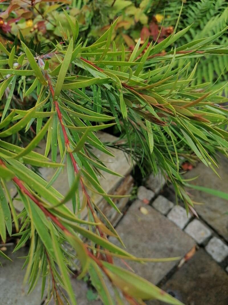 Callistemon rigidus leaf