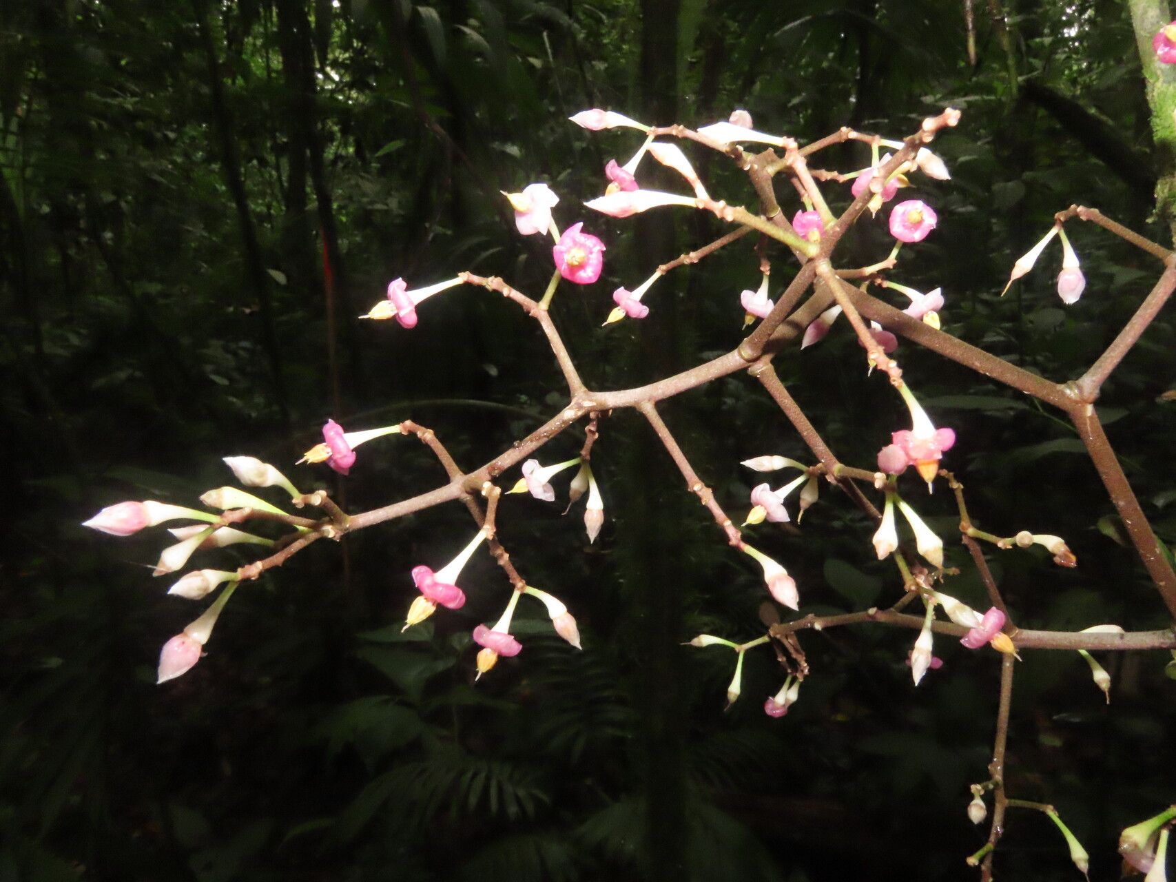 Ardisia auriculata flower