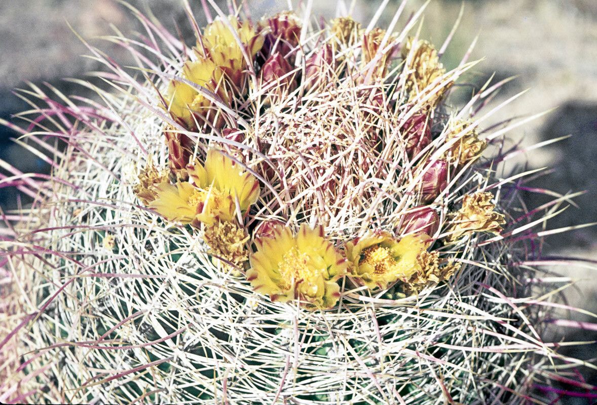 Ferocactus cylindraceus flower