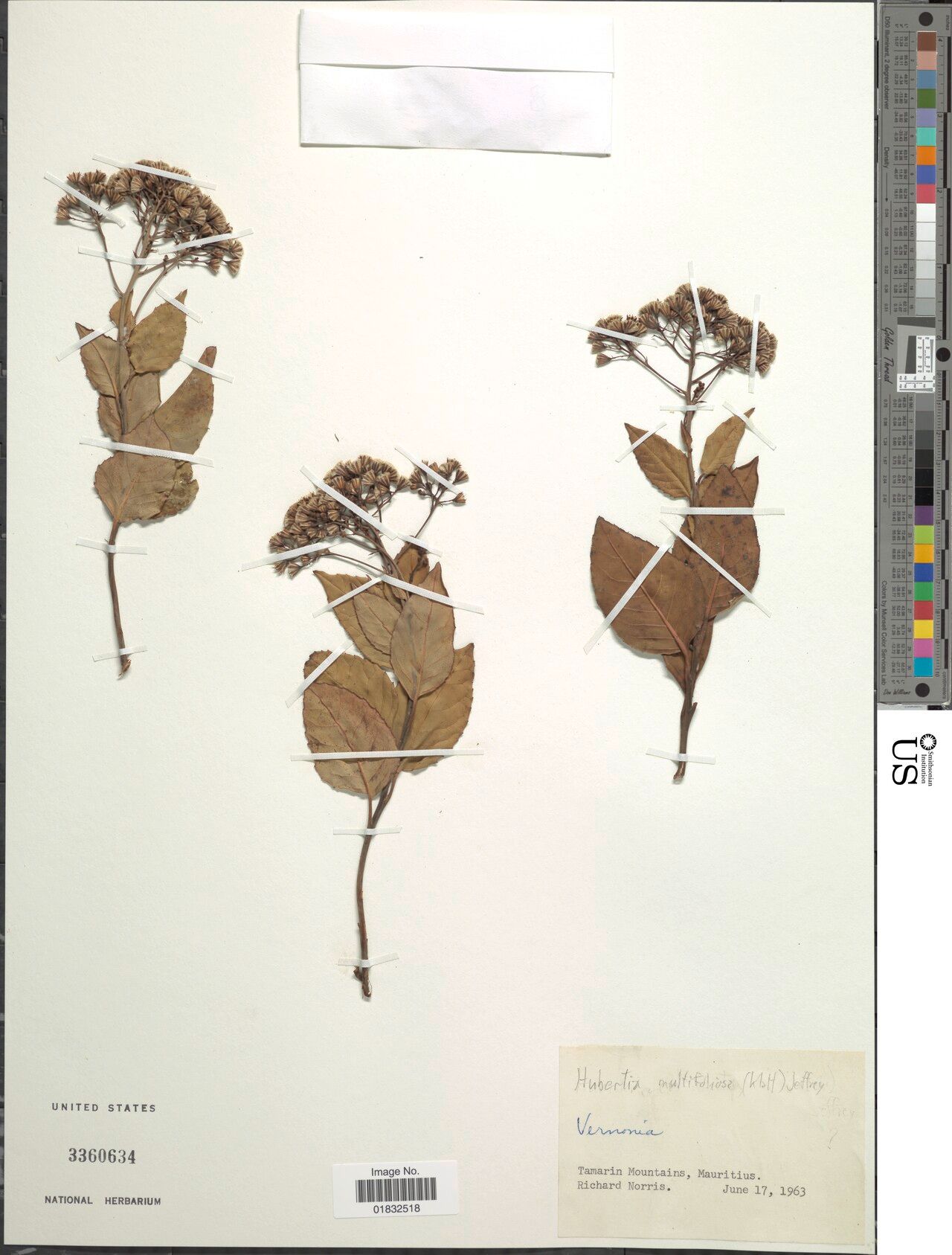 Hubertia multifoliosa — houseplant care guide