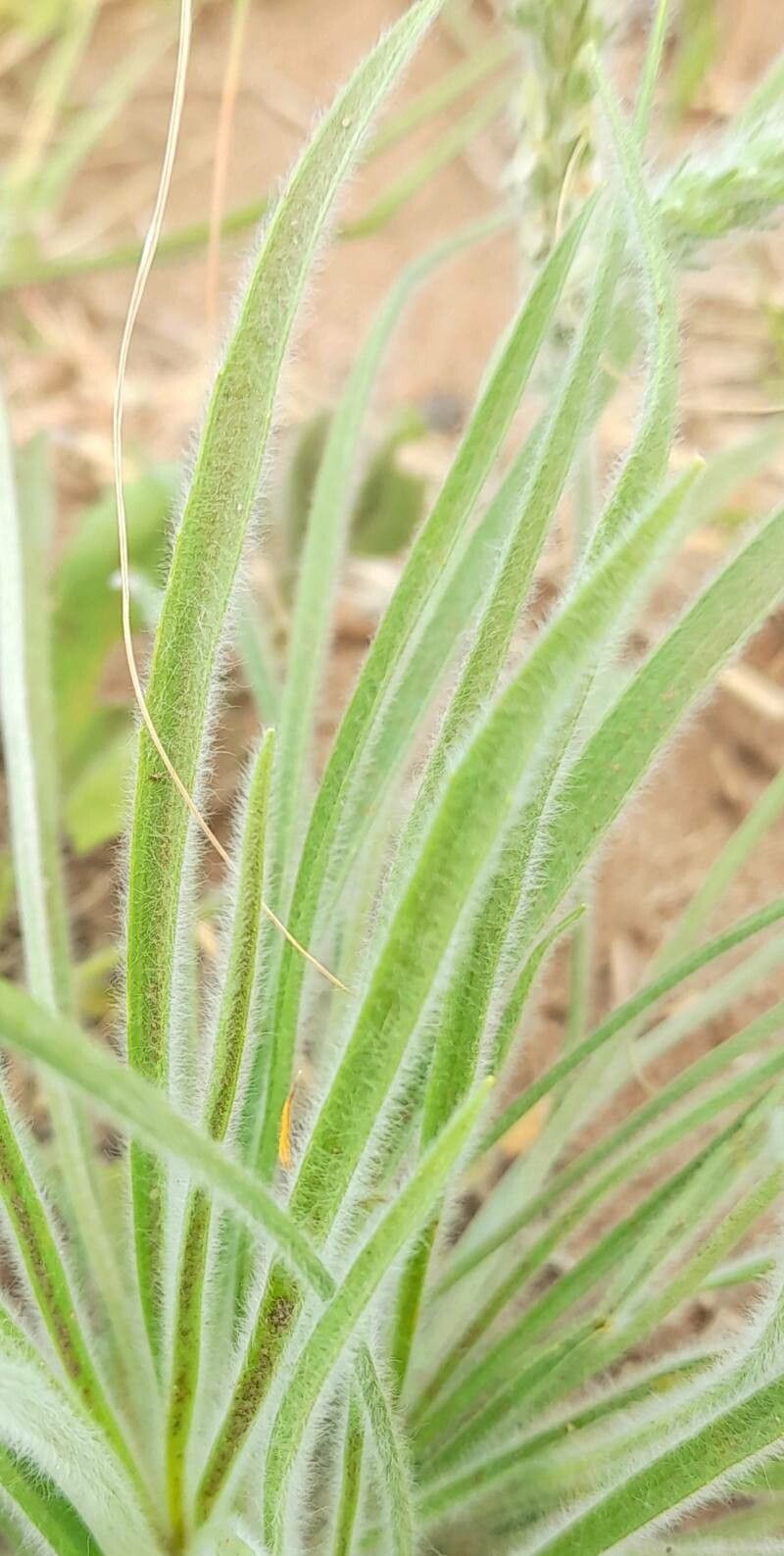 Plantago patagonica leaf