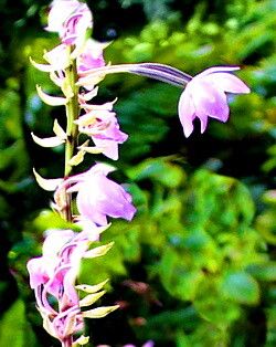 Spathoglottis pacifica — related species from the same genus